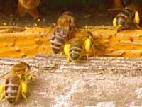 Powrót pszczół do ula z pyłkiem.